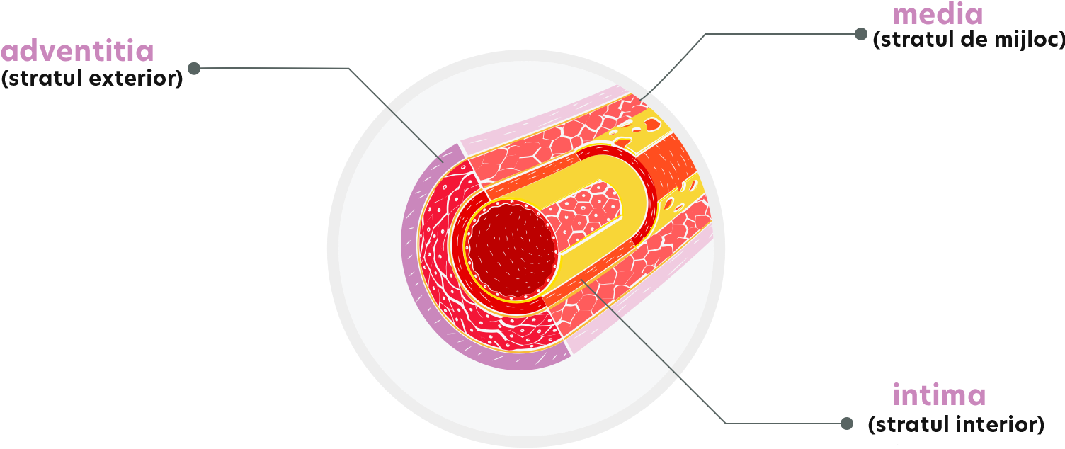 venous-system-01-copy-t52MV.png