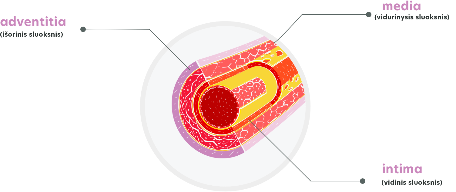 venous-system-01-copy.png