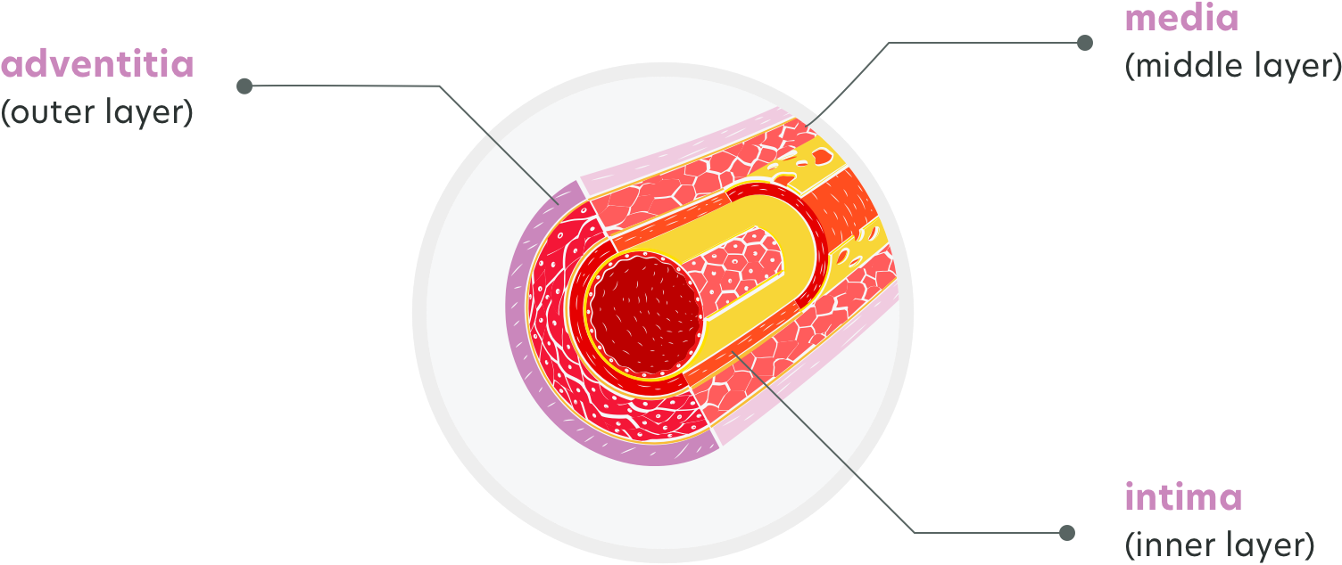 venous-system-01.png